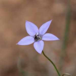 Lasioglossum (Chilalictus) sp. (genus & subgenus) at Hughes, ACT - 7 Mar 2020