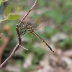 Hemicordulia tau (Tau Emerald) at Red Hill Nature Reserve - 6 Mar 2020 by LisaH