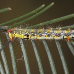 Acyphas semiochrea (Omnivorous Tussock Moth) at Bruce, ACT - 12 Jan 2012 by Bron