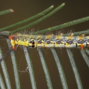 Acyphas semiochrea at Bruce, ACT - 12 Jan 2012 10:20 AM