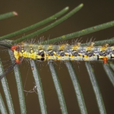 Acyphas semiochrea (Omnivorous Tussock Moth) at Bruce, ACT - 11 Jan 2012 by Bron
