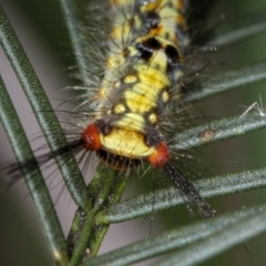 Acyphas semiochrea at Bruce, ACT - 12 Jan 2012 10:20 AM