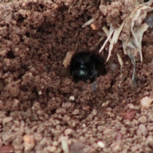 Apocrita (suborder) at Hughes, ACT - 5 Mar 2020