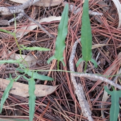 Convolvulus angustissimus subsp. angustissimus (Australian Bindweed) at Isaacs Ridge and Nearby - 9 Mar 2020 by Mike