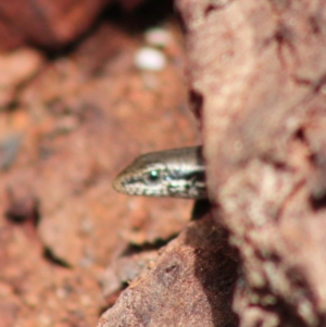 Morethia boulengeri at Deakin, ACT - 6 Mar 2020