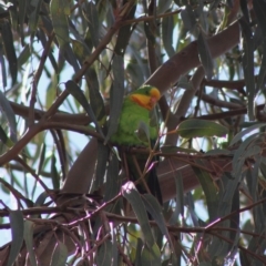 Polytelis swainsonii (Superb Parrot) at Hughes Grassy Woodland - 5 Mar 2020 by LisaH