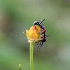 Iridomyrmex purpureus (Meat Ant) at Hughes Grassy Woodland - 7 Mar 2020 by LisaH