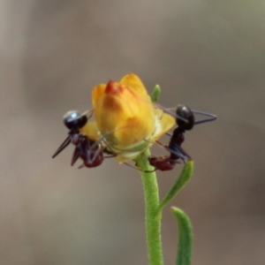 Iridomyrmex purpureus at Hughes, ACT - 7 Mar 2020