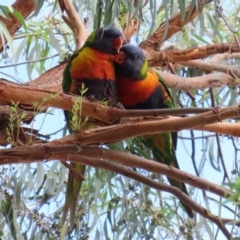 Trichoglossus moluccanus (Rainbow Lorikeet) at Macarthur, ACT - 9 Mar 2020 by RodDeb