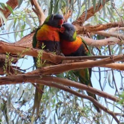 Trichoglossus moluccanus (Rainbow Lorikeet) at Macarthur, ACT - 9 Mar 2020 by RodDeb