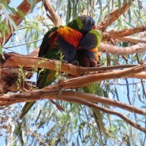 Trichoglossus moluccanus at Macarthur, ACT - 9 Mar 2020