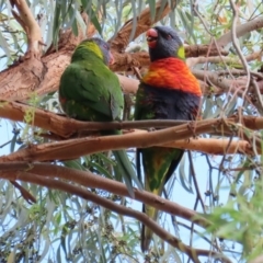 Trichoglossus moluccanus at Macarthur, ACT - 9 Mar 2020