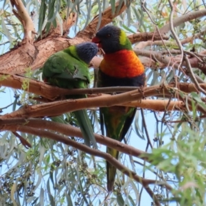 Trichoglossus moluccanus at Macarthur, ACT - 9 Mar 2020