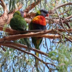 Trichoglossus moluccanus at Macarthur, ACT - 9 Mar 2020