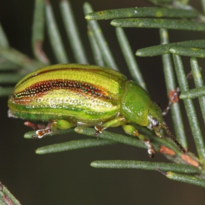 Calomela juncta (Leaf beetle) at Bruce Ridge to Gossan Hill - 11 Jan 2012 by Bron