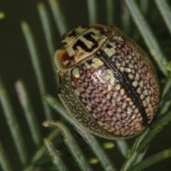 Paropsisterna decolorata (A Eucalyptus leaf beetle) at Bruce, ACT - 12 Jan 2012 by Bron