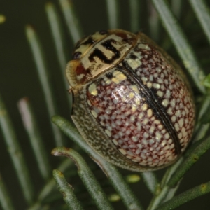 Paropsisterna decolorata at Bruce, ACT - 12 Jan 2012