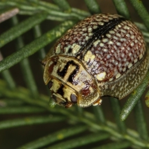 Paropsisterna decolorata at Bruce, ACT - 12 Jan 2012