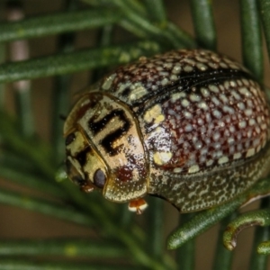 Paropsisterna decolorata at Bruce, ACT - 12 Jan 2012