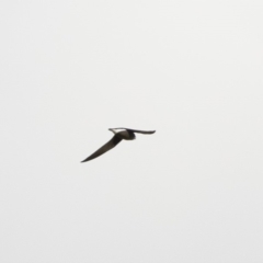 Hirundapus caudacutus (White-throated Needletail) at Michelago, NSW - 9 Mar 2020 by Illilanga