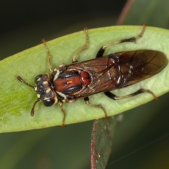 Perginae sp. (subfamily) (Unidentified pergine sawfly) at Bruce Ridge - 3 Dec 2010 by Bron