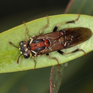 Pergagrapta spinolae at Bruce, ACT - 3 Dec 2010