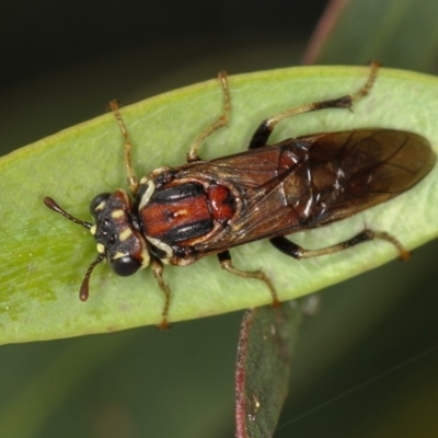 Perginae sp. (subfamily) (Unidentified pergine sawfly) at Bruce Ridge - 3 Dec 2010 by Bron