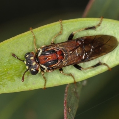 Perginae sp. (subfamily) (Unidentified pergine sawfly) at Bruce, ACT - 3 Dec 2010 by Bron