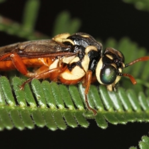 Perginae sp. (subfamily) at Bruce, ACT - 12 Jan 2012