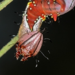 Neola semiaurata (Wattle Notodontid Moth) at Bruce Ridge - 11 Jan 2012 by Bron