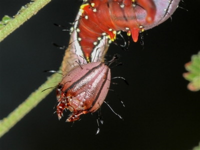 Neola semiaurata (Wattle Notodontid Moth) at Bruce, ACT - 11 Jan 2012 by Bron