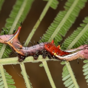 Neola semiaurata at Bruce, ACT - 12 Jan 2012