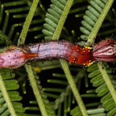 Neola semiaurata at Bruce, ACT - 12 Jan 2012