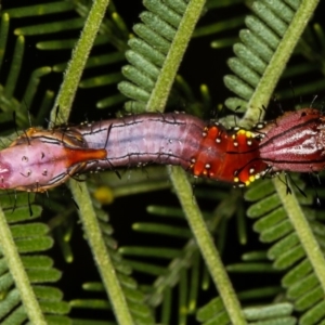 Neola semiaurata at Bruce, ACT - 12 Jan 2012