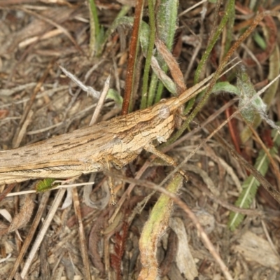 Coryphistes ruricola (Bark-mimicking Grasshopper) at Bruce, ACT - 12 Jan 2012 by Bron