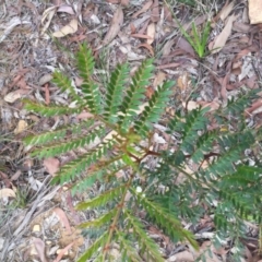 Acacia terminalis (Sunshine Wattle) at Wingecarribee Local Government Area - 26 Feb 2020 by KarenG