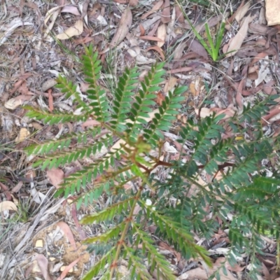 Acacia terminalis (Sunshine Wattle) at Mittagong - 26 Feb 2020 by KarenG