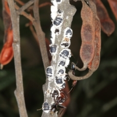 Melanococcus albizziae (Acacia Mealybug) at Bruce, ACT - 12 Jan 2012 by Bron