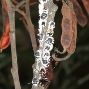 Melanococcus albizziae at Bruce, ACT - 12 Jan 2012