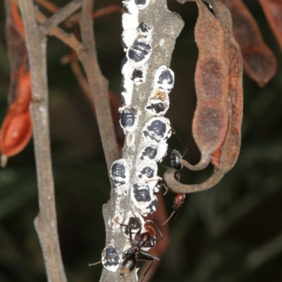 Melanococcus albizziae (Acacia Mealybug) at Bruce Ridge - 11 Jan 2012 by Bron