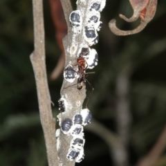 Melanococcus albizziae at Bruce, ACT - 12 Jan 2012