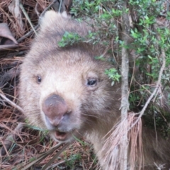 Vombatus ursinus (Common wombat, Bare-nosed Wombat) at Tallaganda State Forest - 9 Mar 2020 by Christine