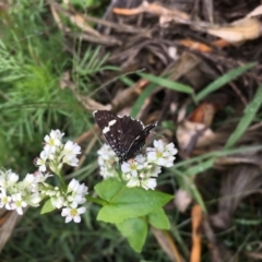 Idalima affinis at Lower Boro, NSW - 7 Mar 2020