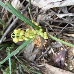 Lomandra filiformis (Wattle Mat-rush) at Lower Boro, NSW - 6 Mar 2020 by mcleana