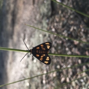 Amata (genus) at Lower Boro, NSW - 7 Mar 2020 12:00 AM