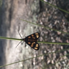 Amata (genus) (Handmaiden Moth) at Lower Boro, NSW - 6 Mar 2020 by mcleana