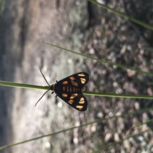 Amata (genus) at Lower Boro, NSW - 7 Mar 2020