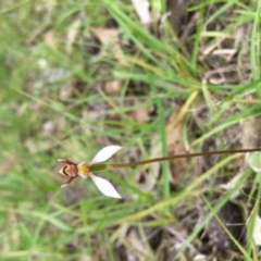Eriochilus cucullatus (Parson's Bands) at Lower Boro, NSW - 6 Mar 2020 by mcleana