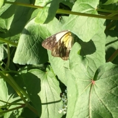 Belenois java at Lower Boro, NSW - 7 Mar 2020