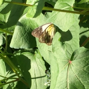 Belenois java at Lower Boro, NSW - 7 Mar 2020